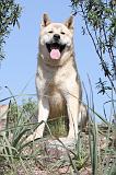 AKITA AMERICAIN 022